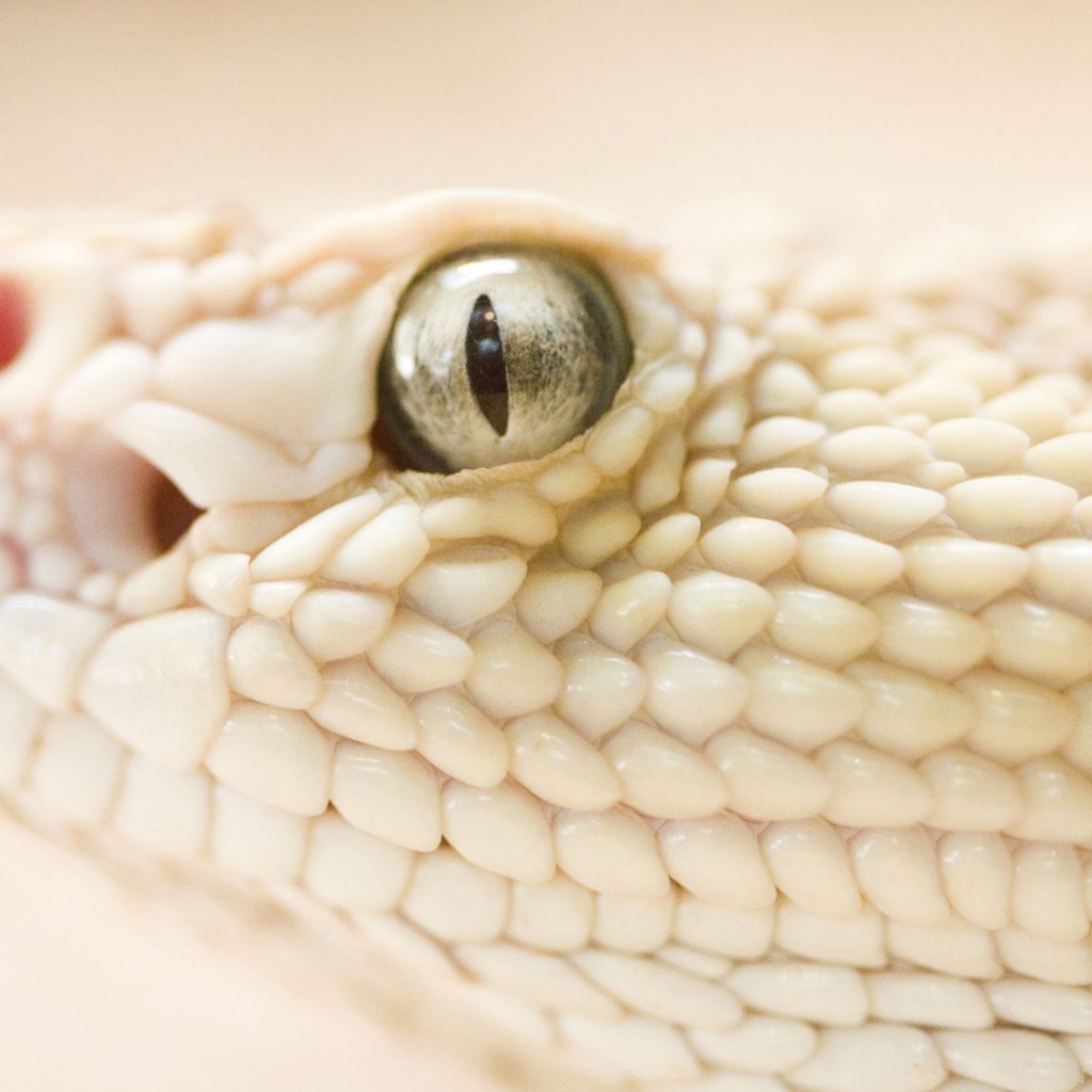 Опасная змея 