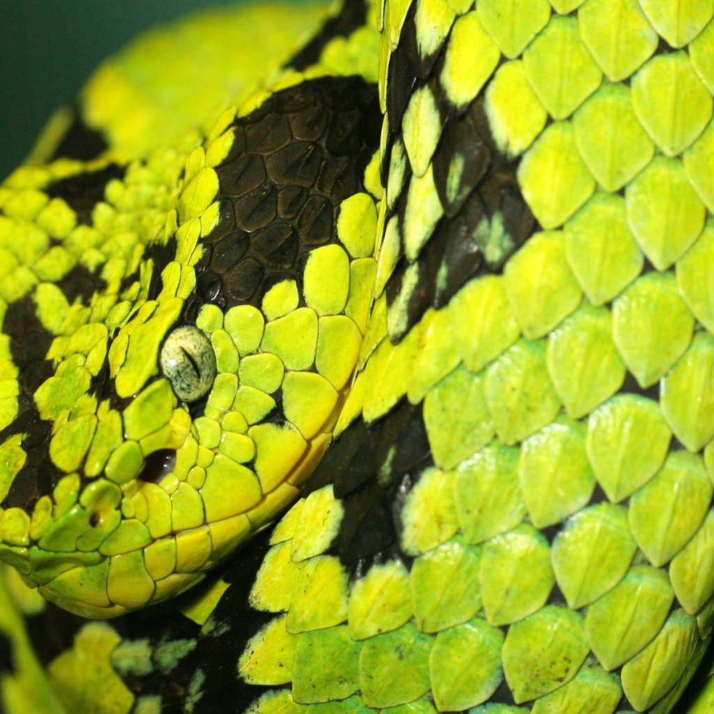 Смертоносная змея