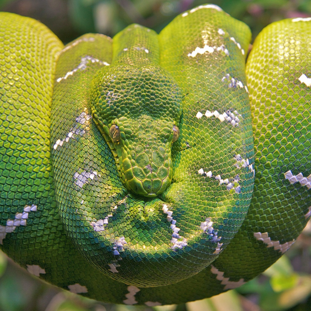 Изумрудная древесная змея