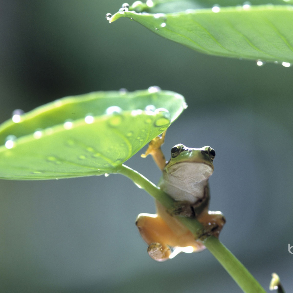 Лягушка под листком