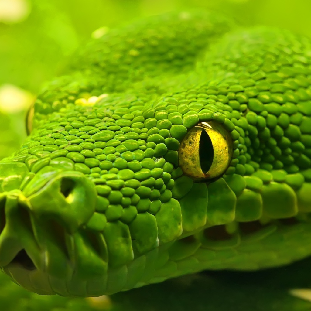 Зеленая анаконда