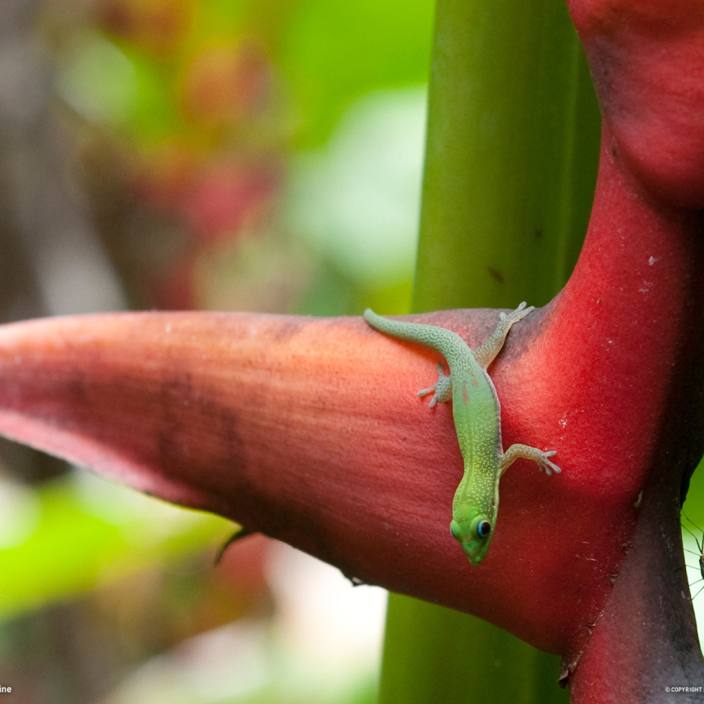 Зеленая ящерица