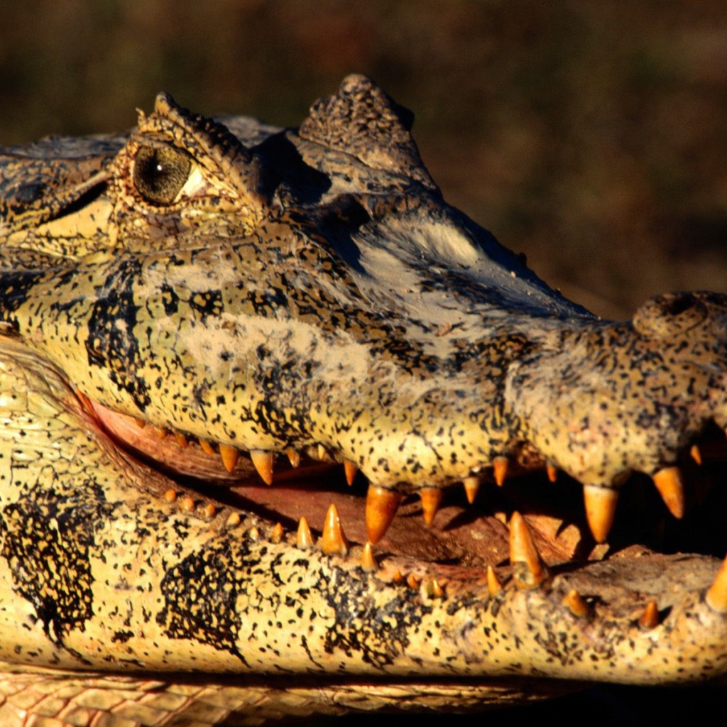 Голова каймана