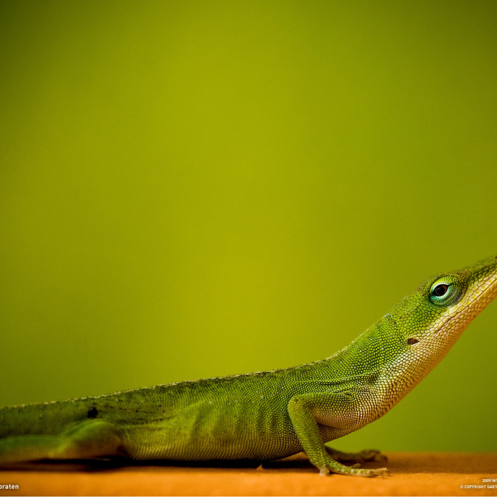 Ящерица на зеленом фоне