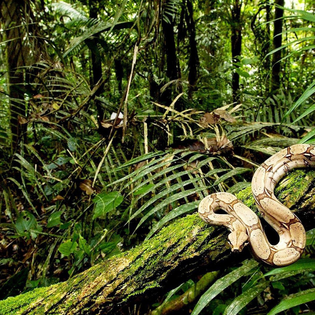 Питон ползет по дереву
