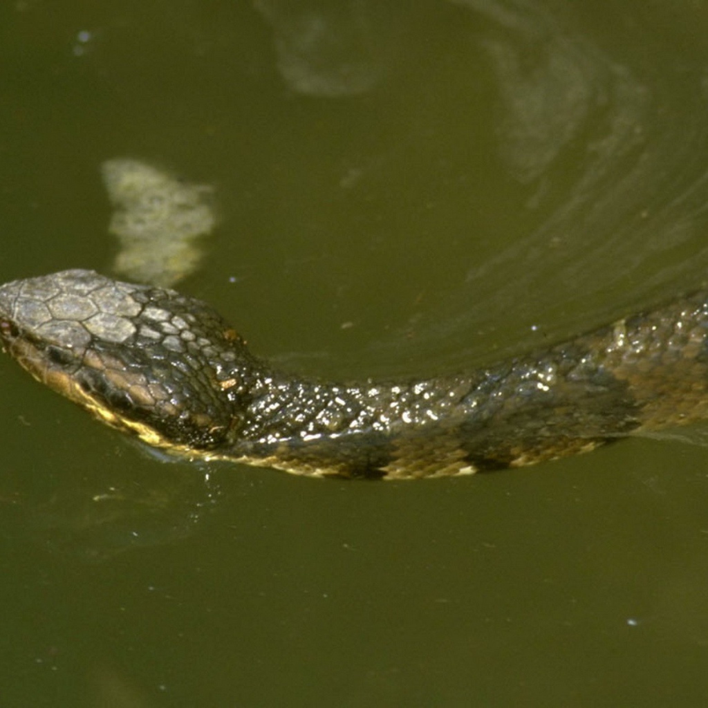 Змея плывет по воде