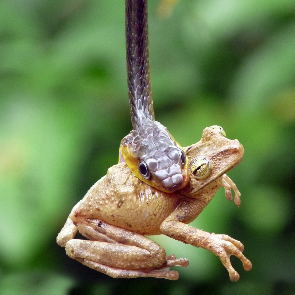 Змея схватила лягушку