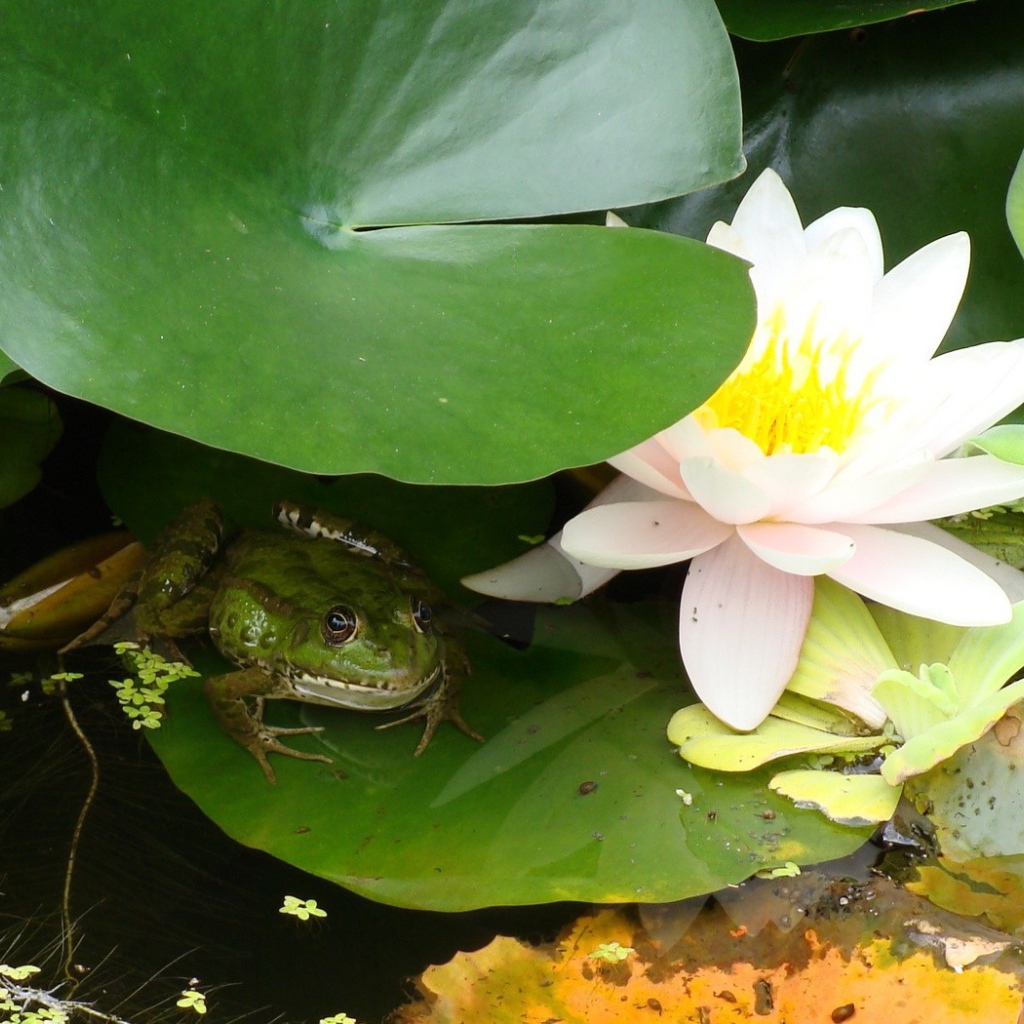 Лягушка сидит у лилии