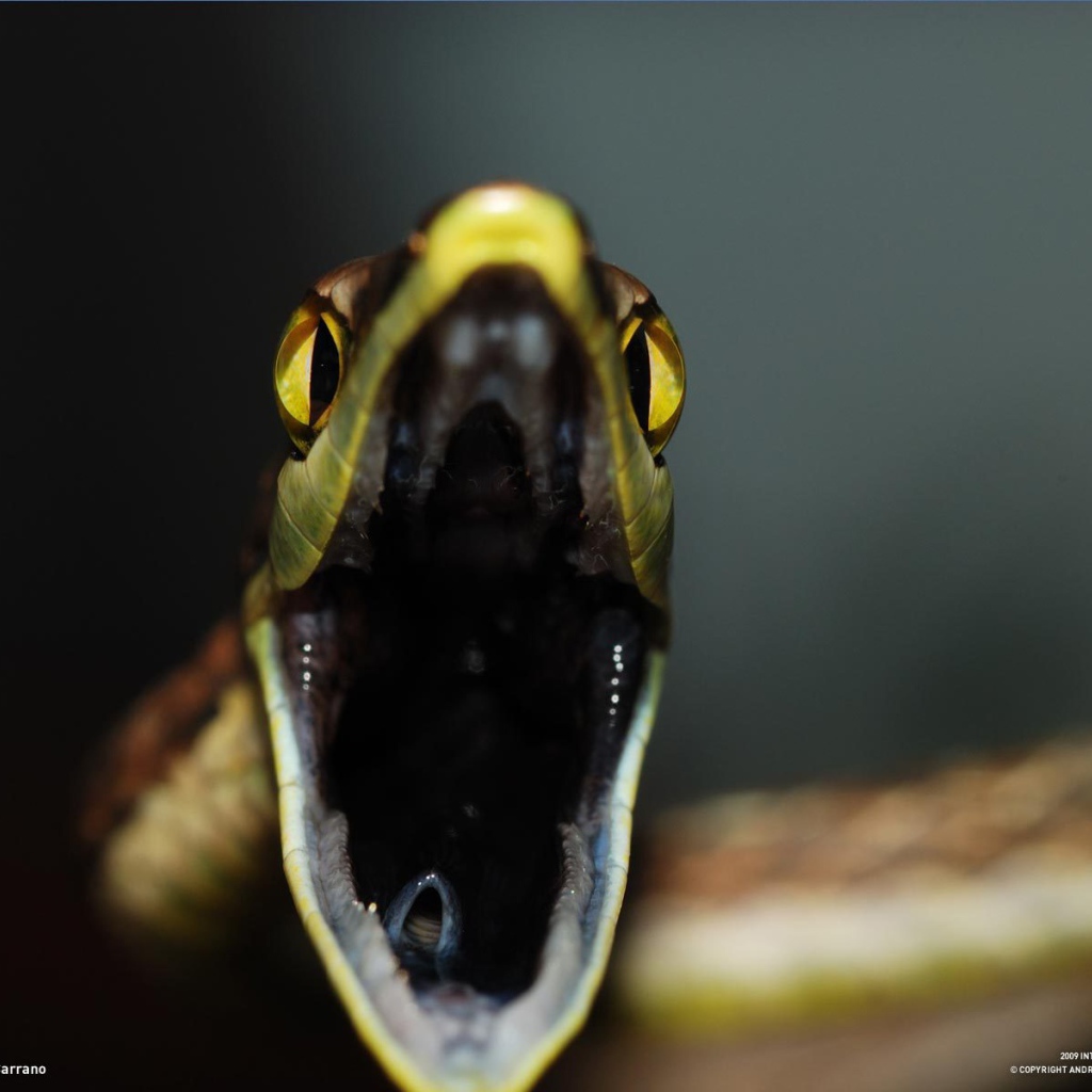 Открытая пасть змеи