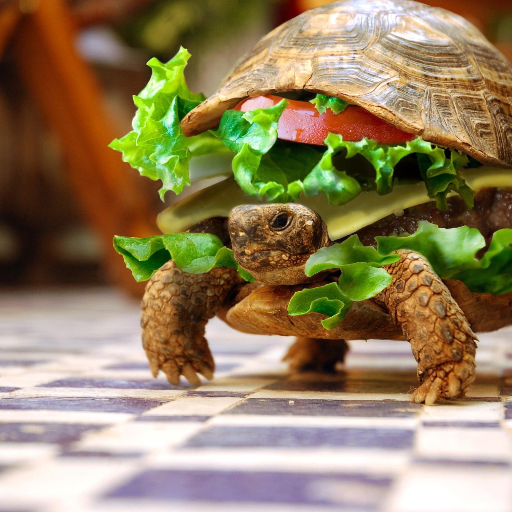 Черепаха чизбургер