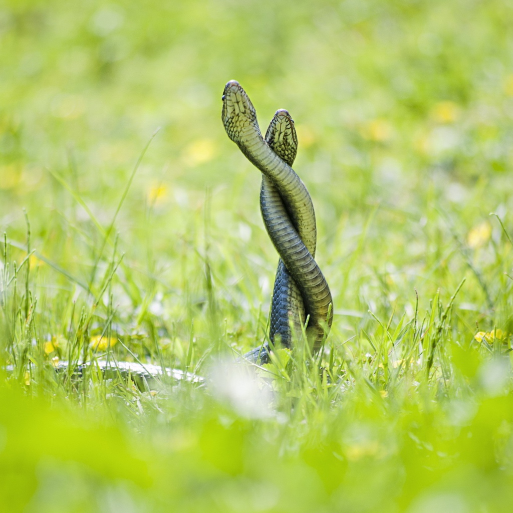 Две змеи сплелись