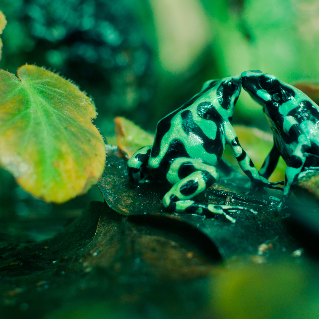 Две пятнистые лягушки