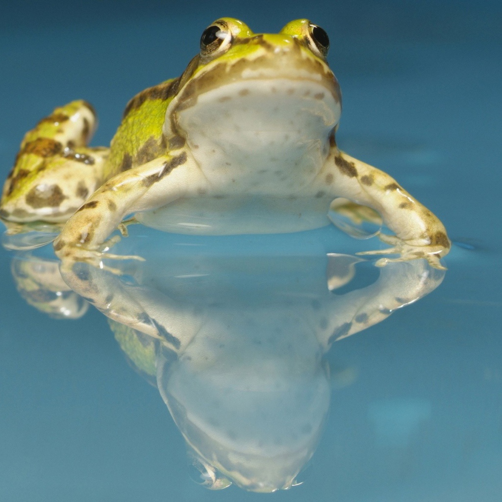 Желтая лягушка в воде