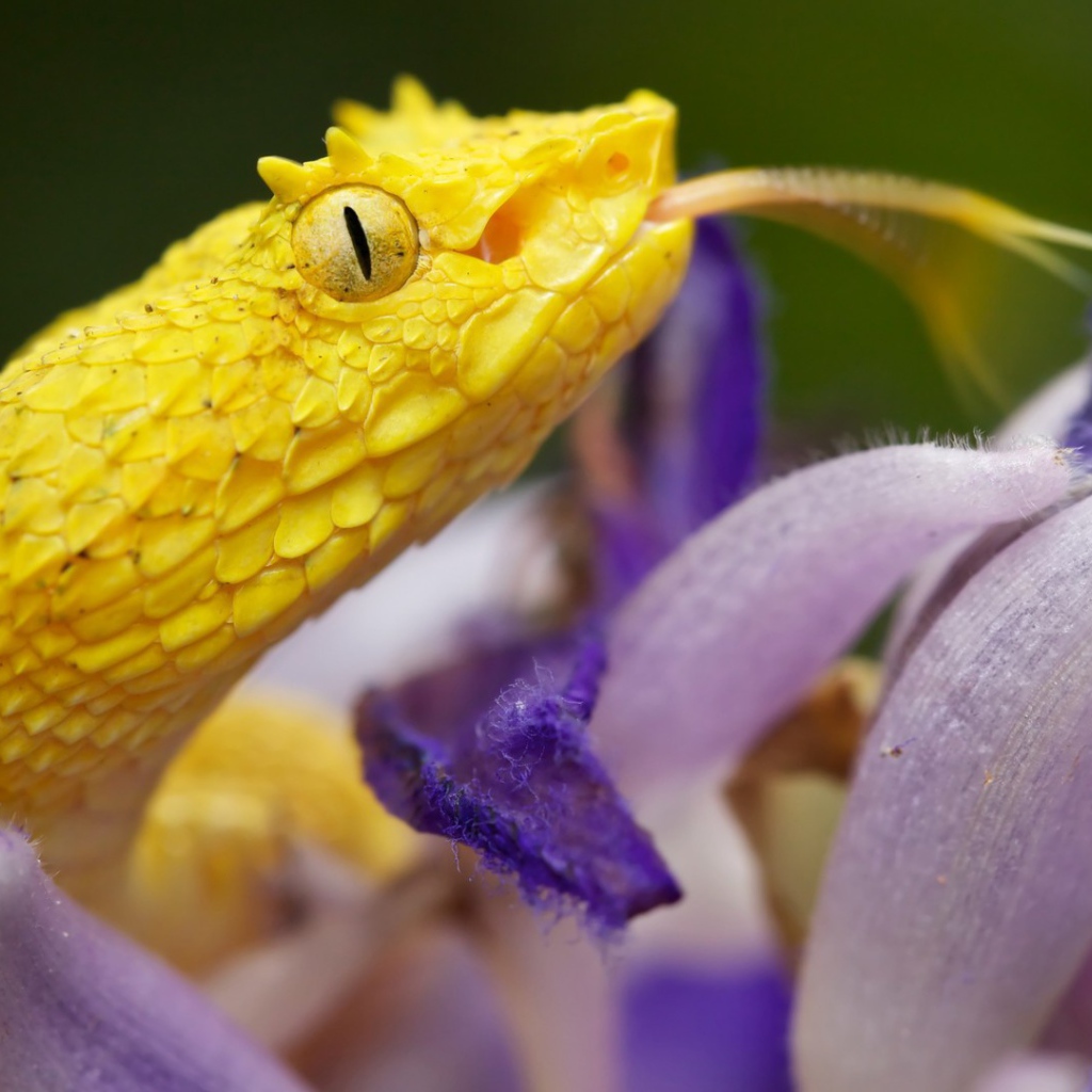 Желтая змея