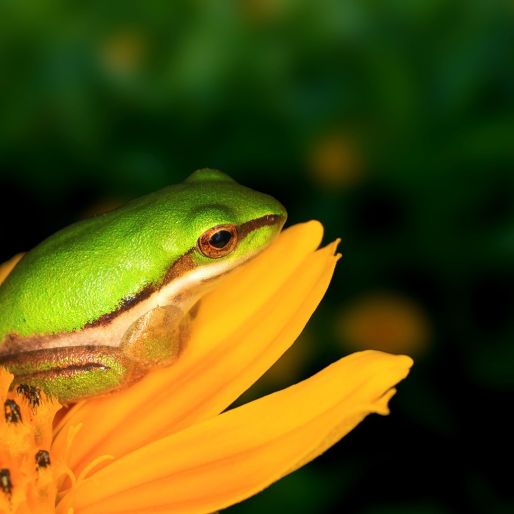 Лягушка на желтом цветке