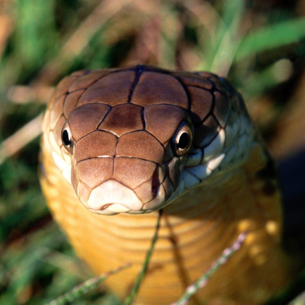 Взгляд кобры