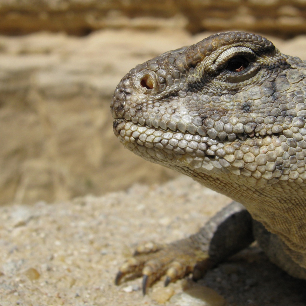 Взгляд ящерицы