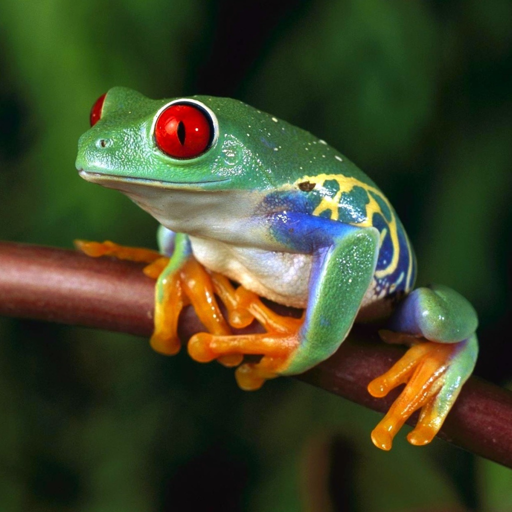 Разноцветная лягушка