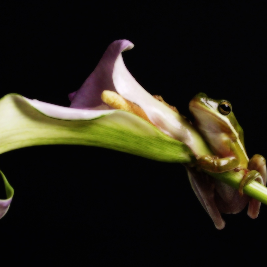 Лягушка на цветке