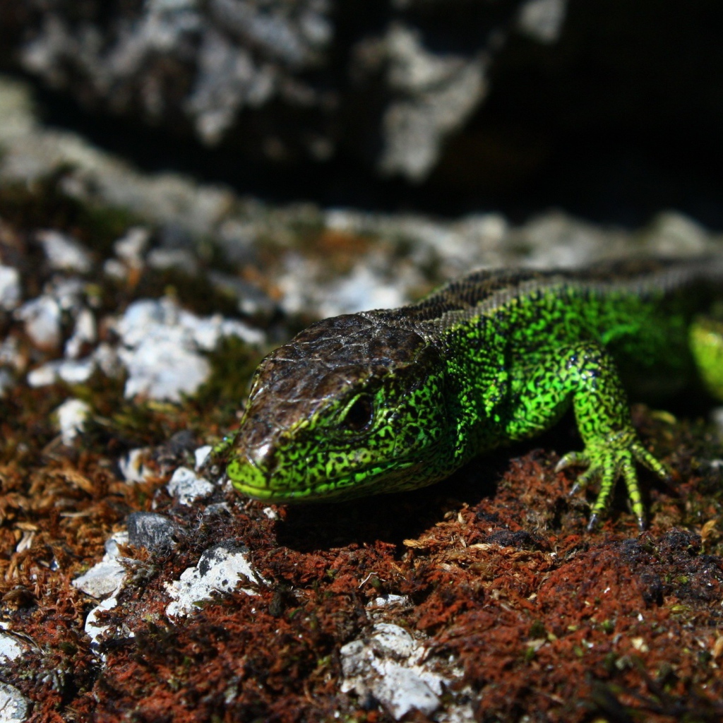 Зеленая ящерица