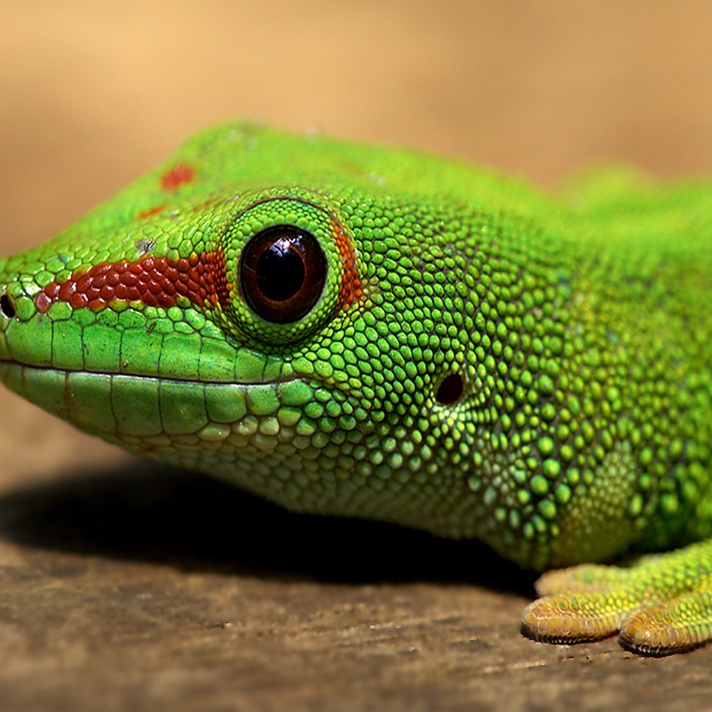 Голова зеленой ящерицы