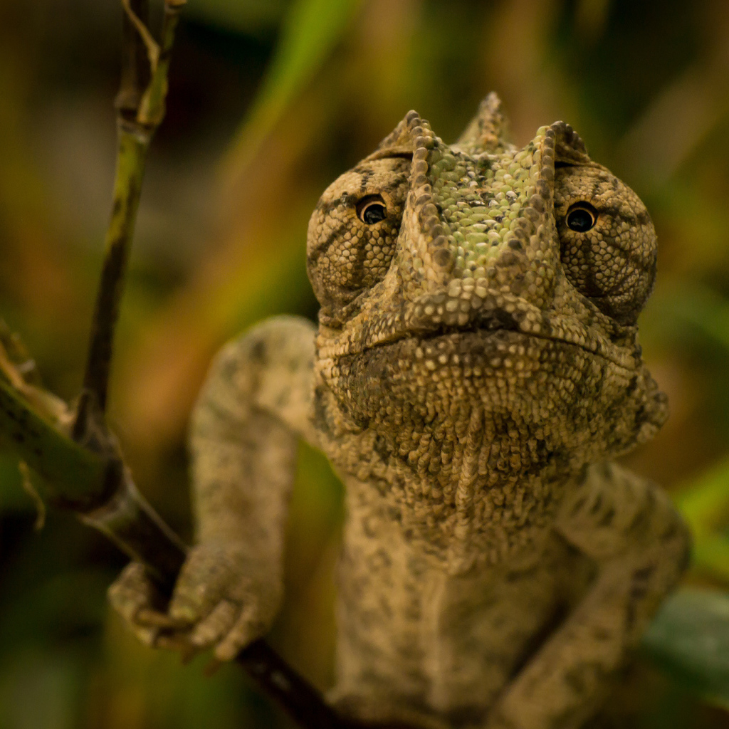 Ящерица хамелеон