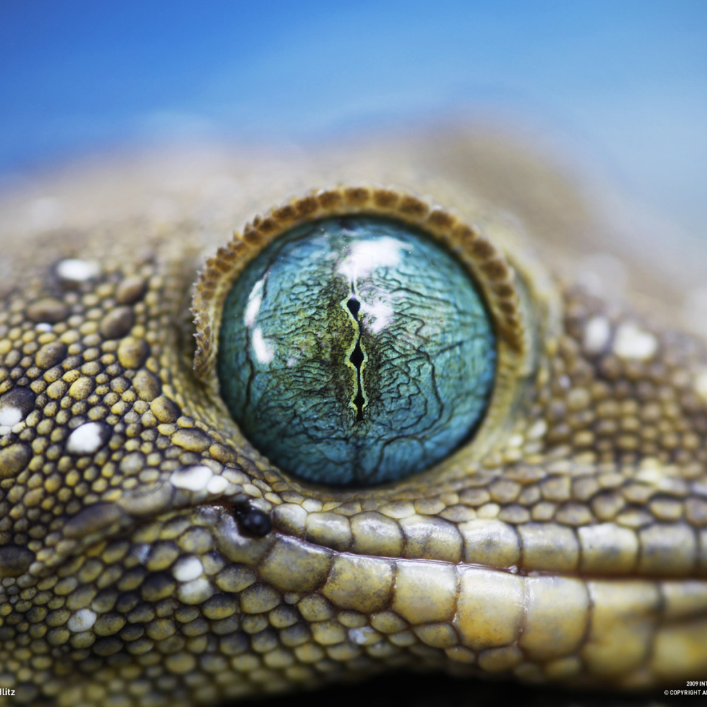 Глаз ящерицы