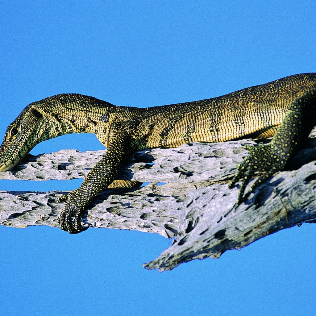 Ящерица на синем фоне