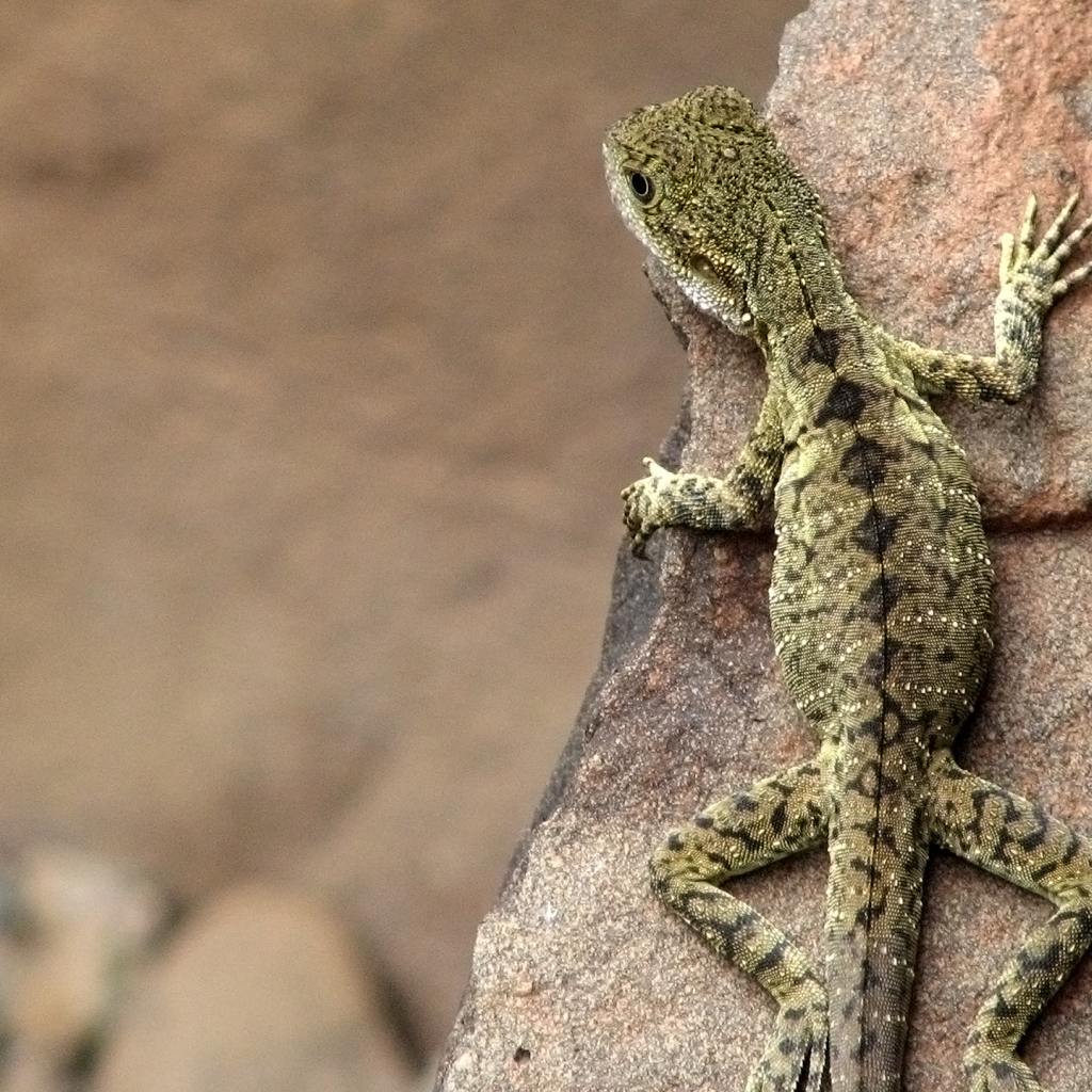 Ящерица на скале