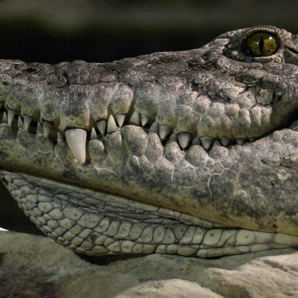 Голова крокодила