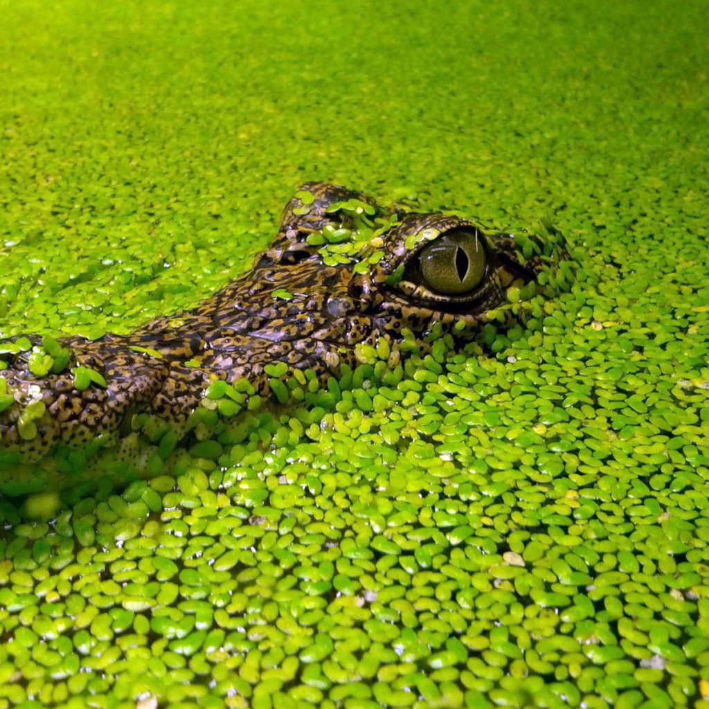 Голова крокодила