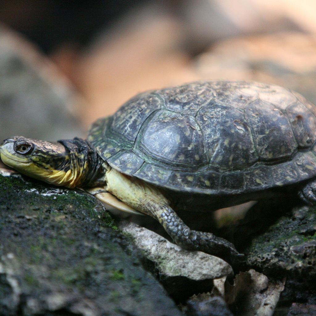Черепаха на камнях
