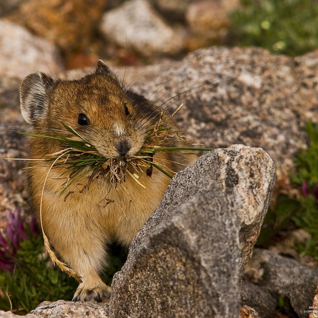 Зверёк с травой в зубах
