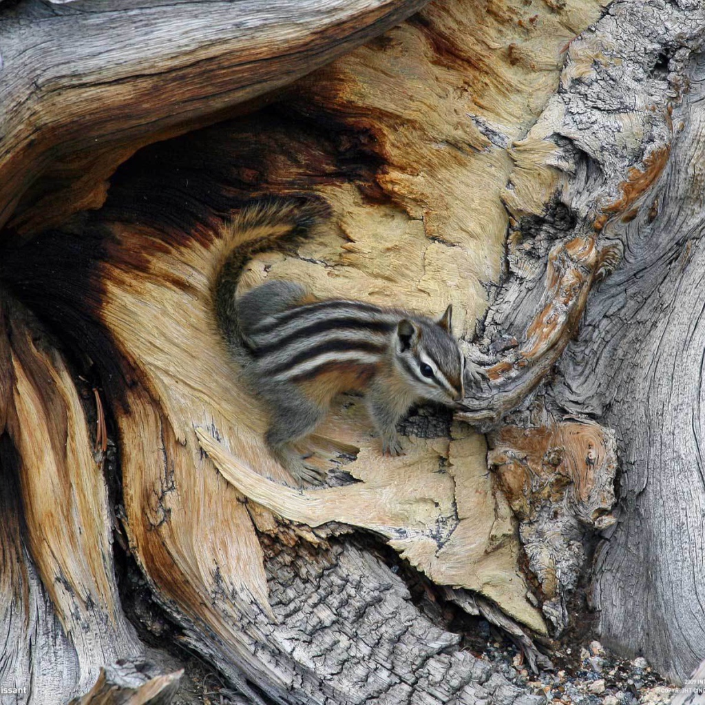 Бурундук на дереве