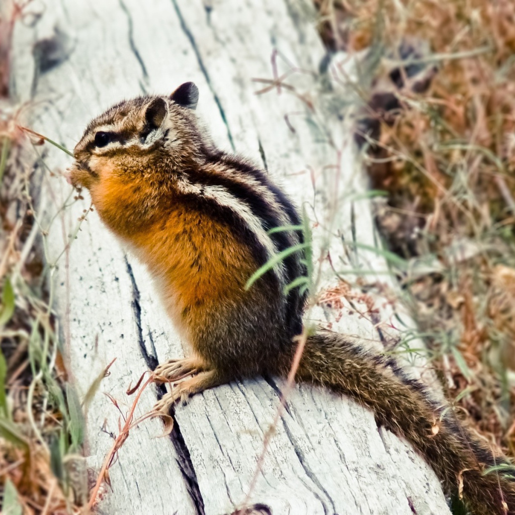 Бурундук сидит на бревне