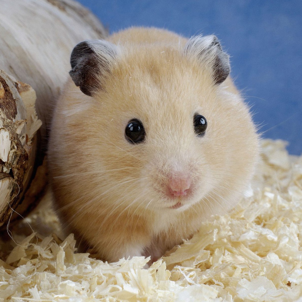 Глаза бусинки у морской свинки