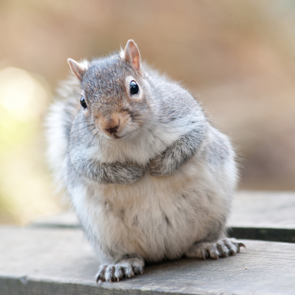 Серая пушистая белка животное