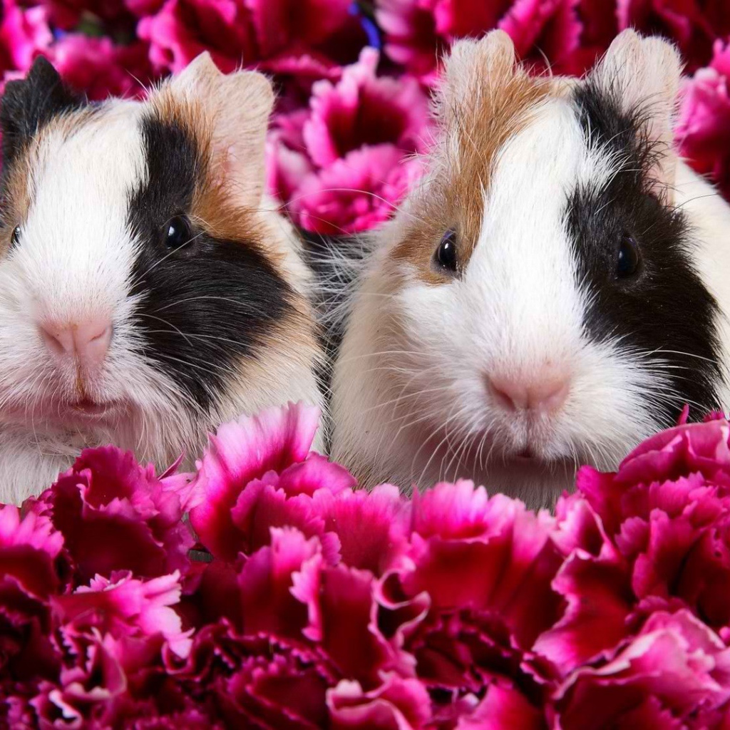 Морские свинки в цветах