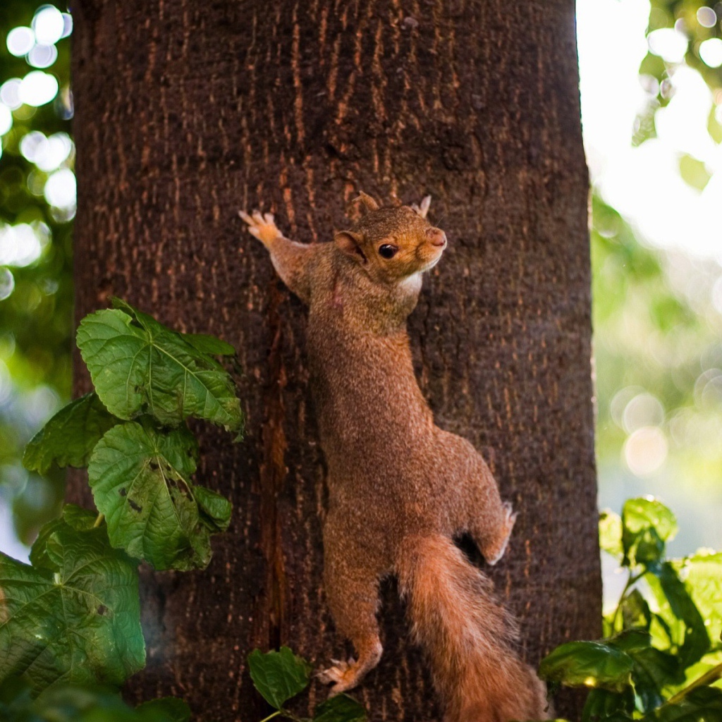 Protein is ready to climb the tree