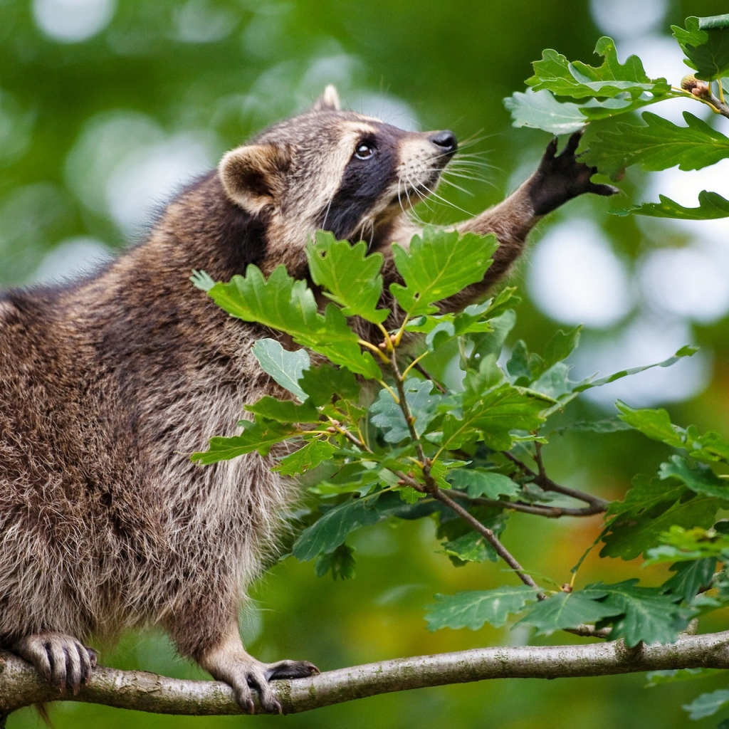 Енот сидит на ветке