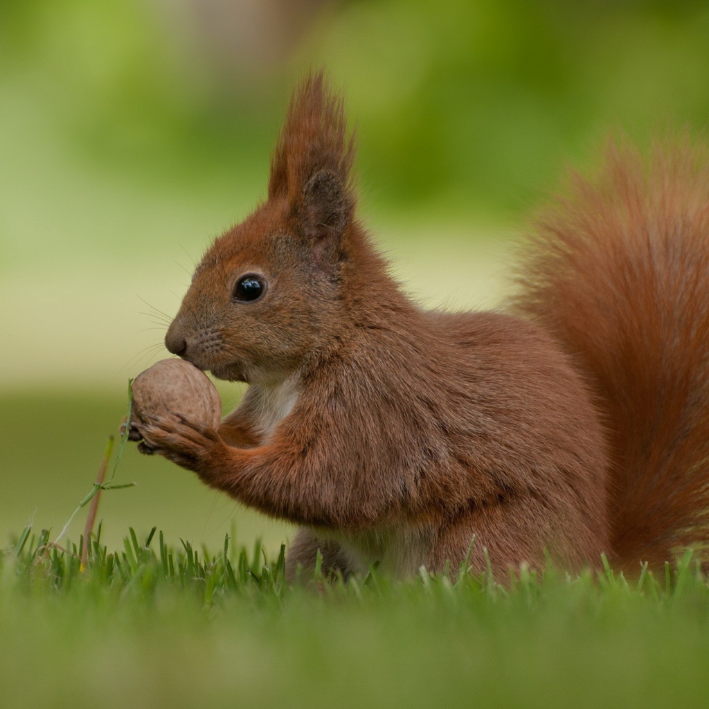 Рыжая белка с орехом