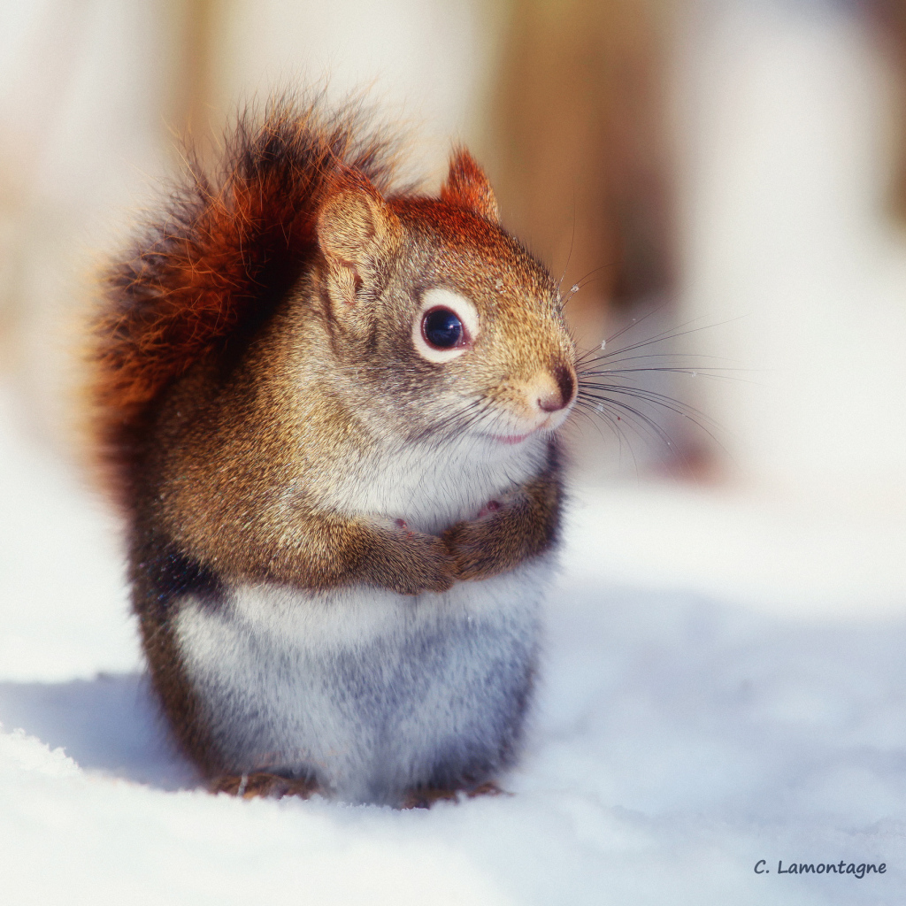 Белка на снегу