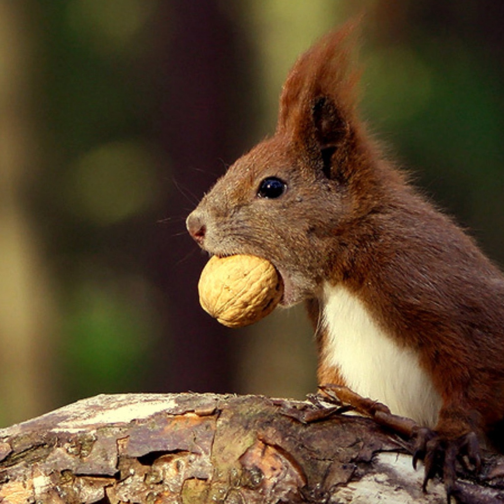 Белка с орехом в зубах