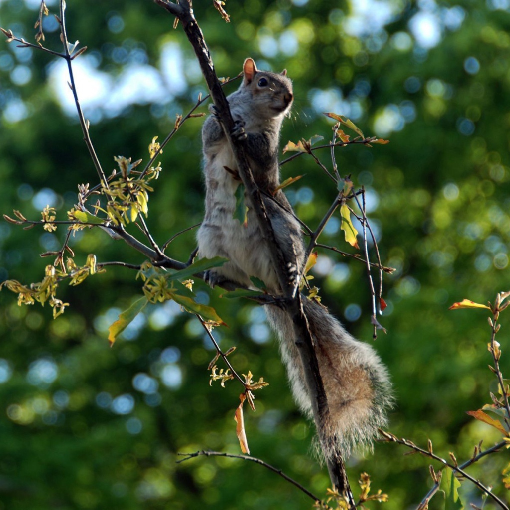Белка на ветке дерева