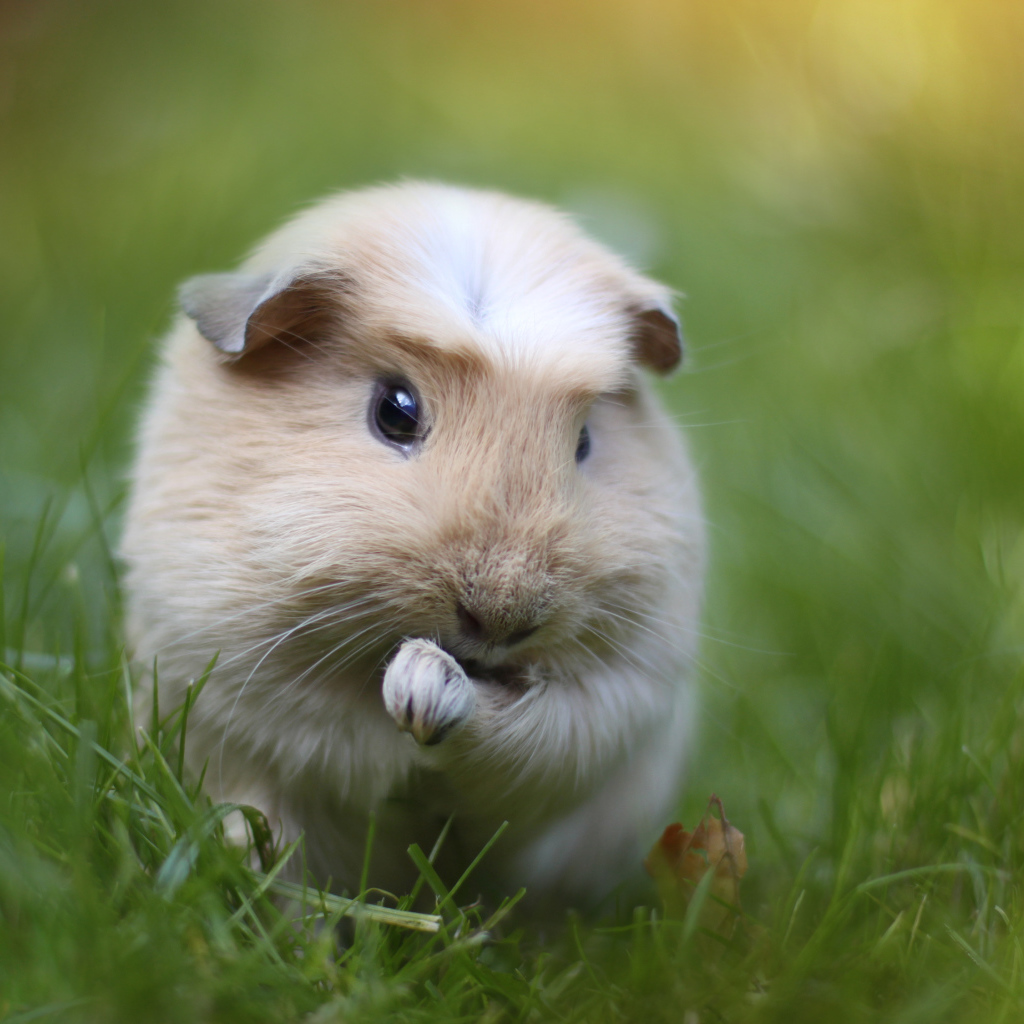 Морская свинка на траве