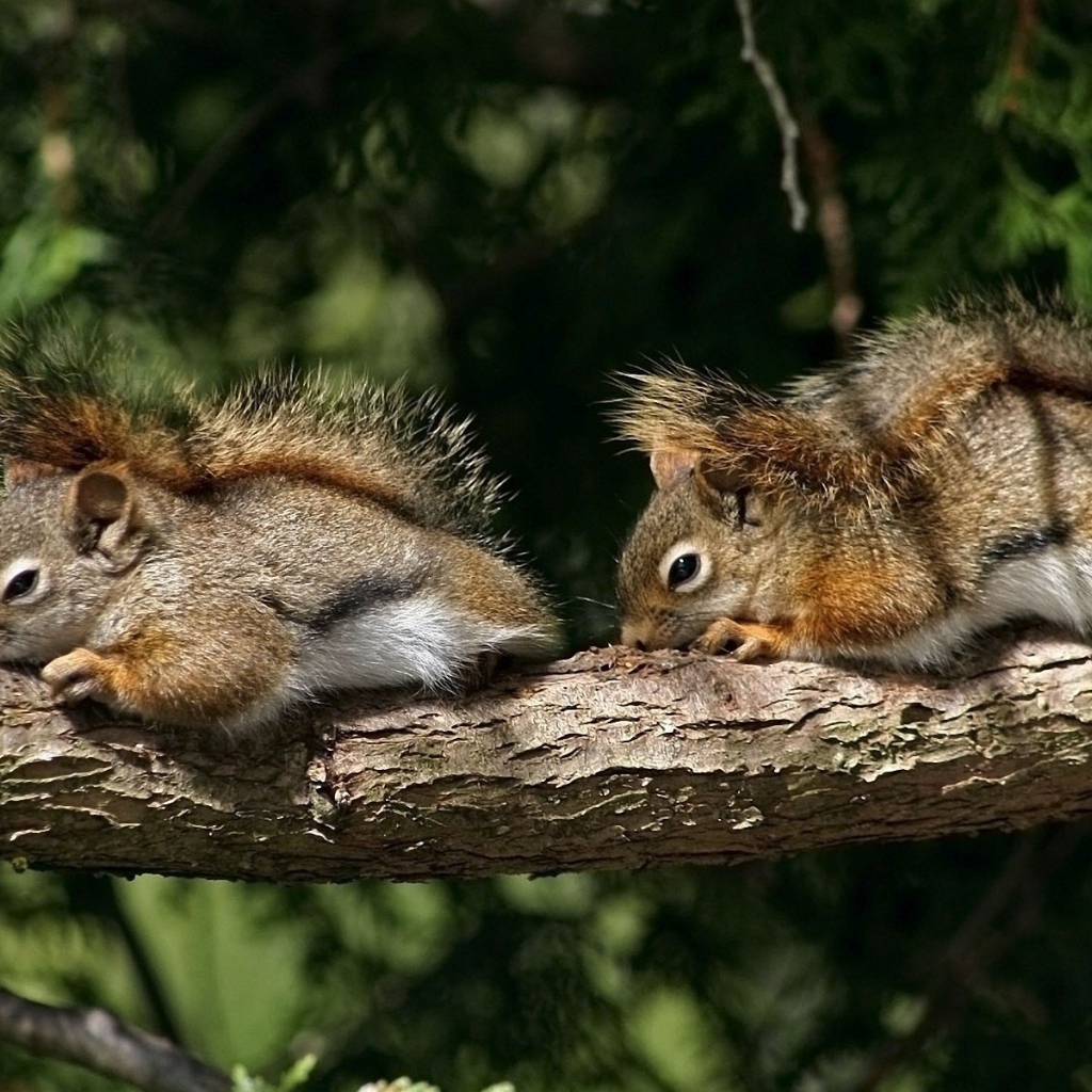 Две белки на суку