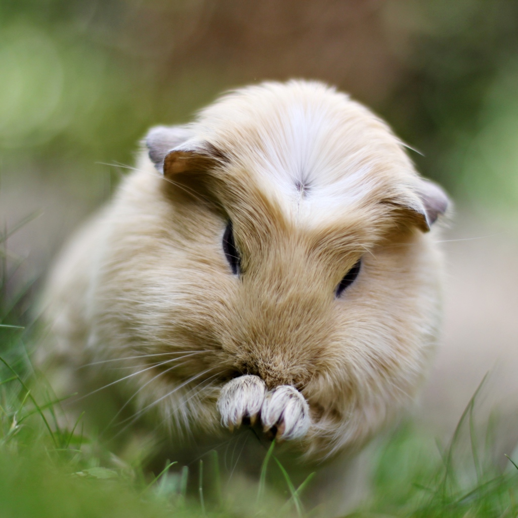 Морская свинка