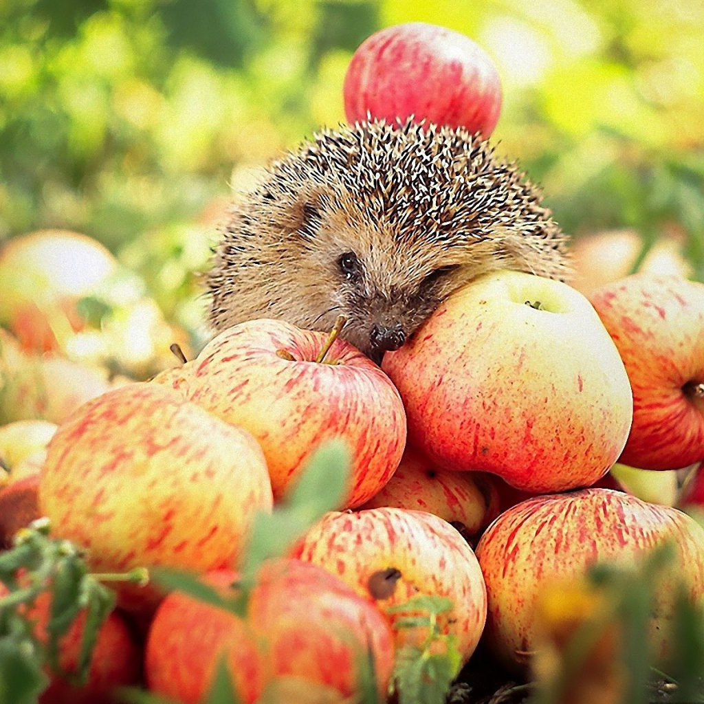 Ёжик на яблоках