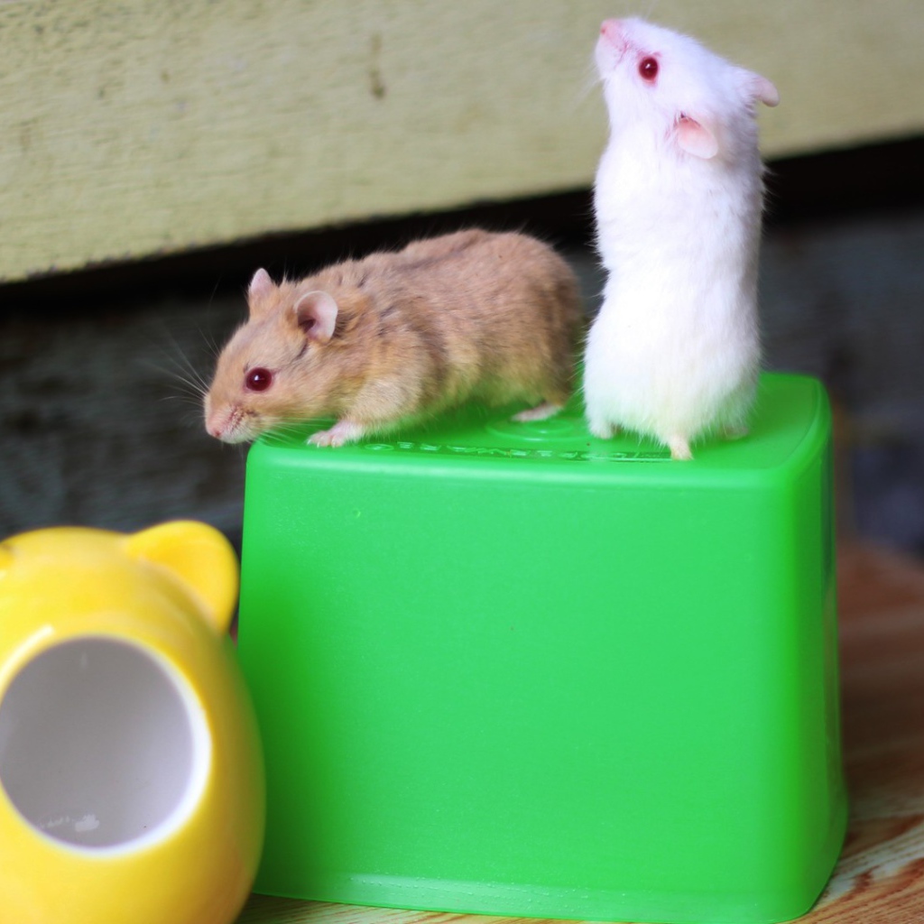 Мыши на свече