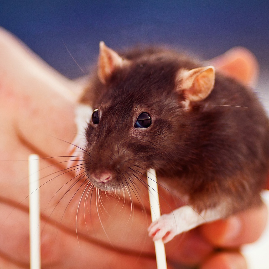 Крыса с трубочкой